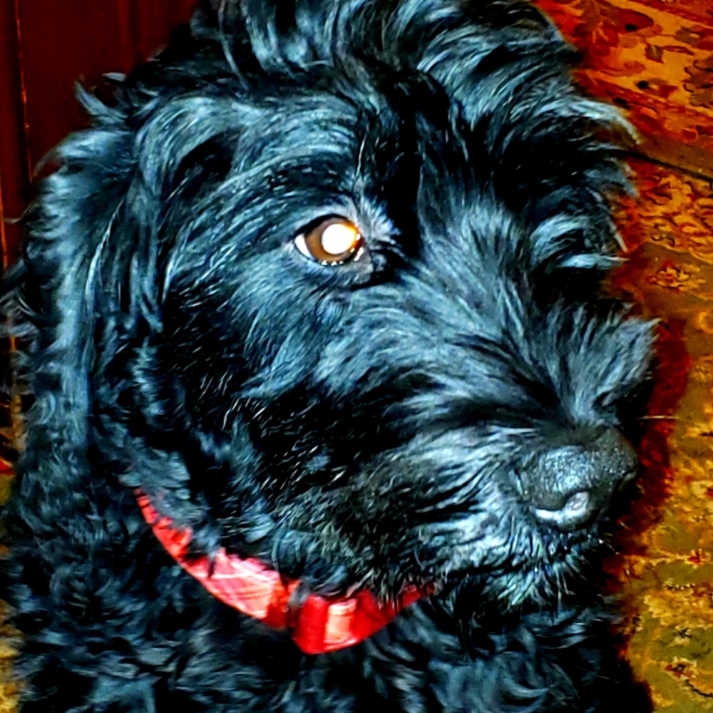 Meet your Posher, Joni - Picture 4 of 16